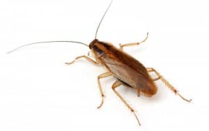 cockroach