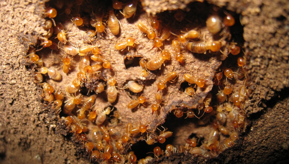 Hidden Dangers Termite Attack
