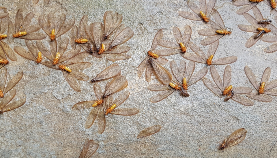 Flying Termites