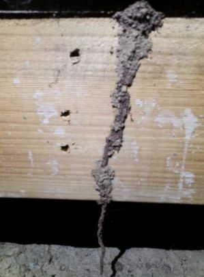 Termite Mud