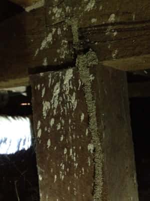 termites stumps