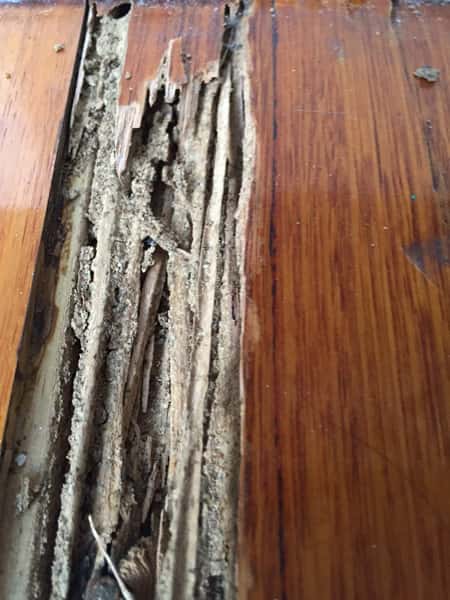 termite attacked floorboards