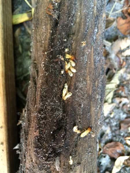 Termite Treatment