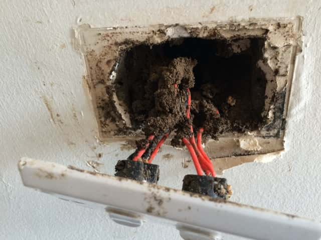 Termite Damage to Electrical