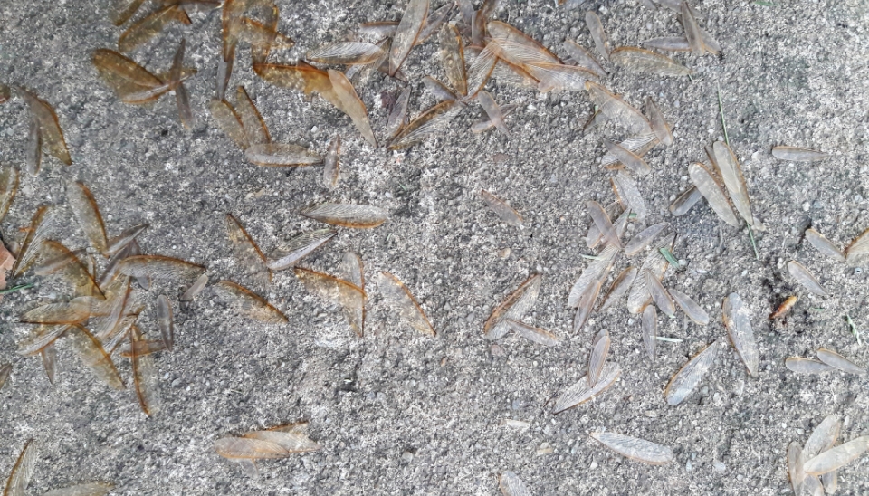 Declared Or Not Declared Termites