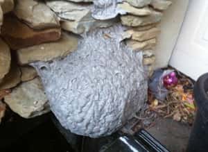 Wasp Nest