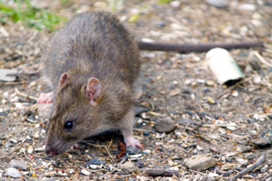 residential mouse