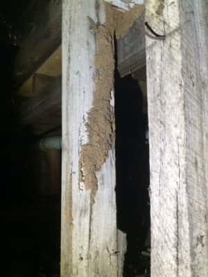 termite mudding over concrete stumps