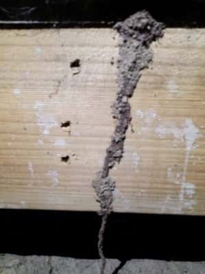 termite mudding