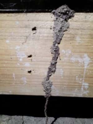 termite mudding termite mudding