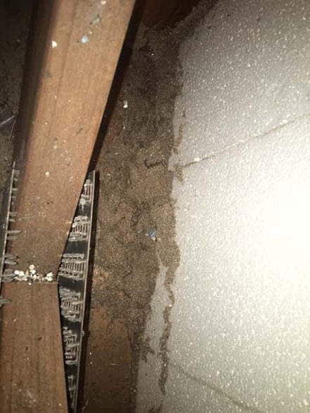 Termite Activity on ceiling