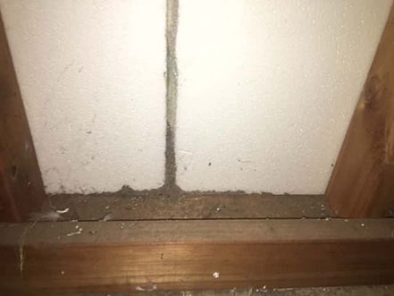 Termite Damage