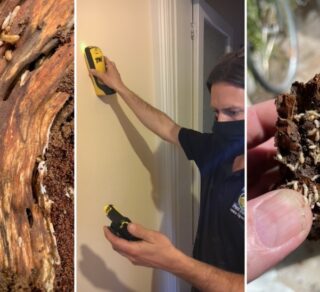 Termite Noises