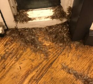 Termite Swarming Season Approaches