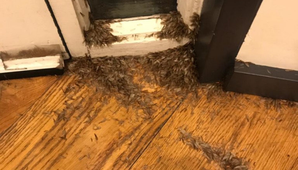 Termite Swarming Season Approaches