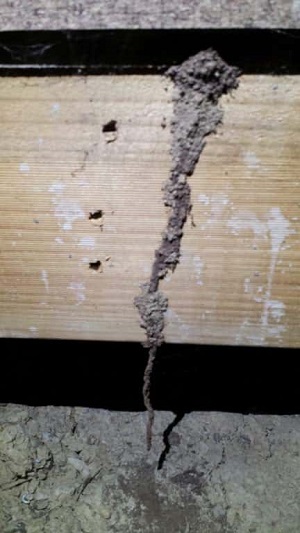 Termite Mud