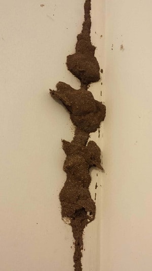 Termite mudding in plaster wall Termite mudding in plaster wall