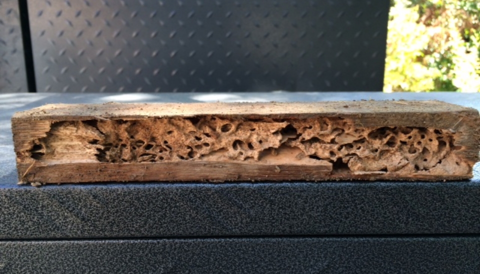 Termite Hotspots