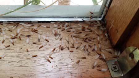 Flying Termite Infestation