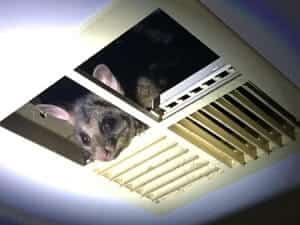 Possum Removal