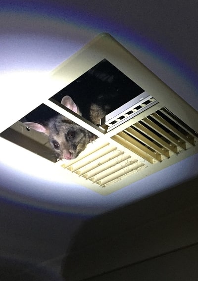 possum removal in melbourne