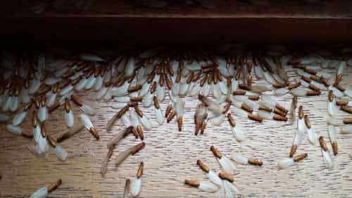 Dead Flying Termites