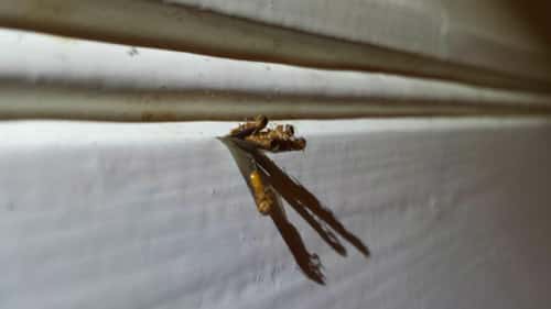 Winged Termite Stuck Coming Out Of Flight Holes