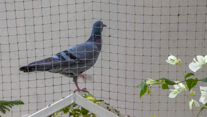 Bird Control