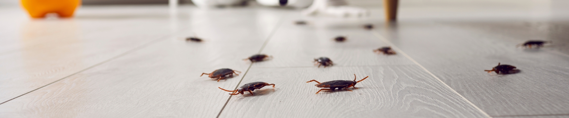 Cockroach Control