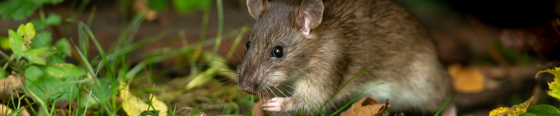 Rodents