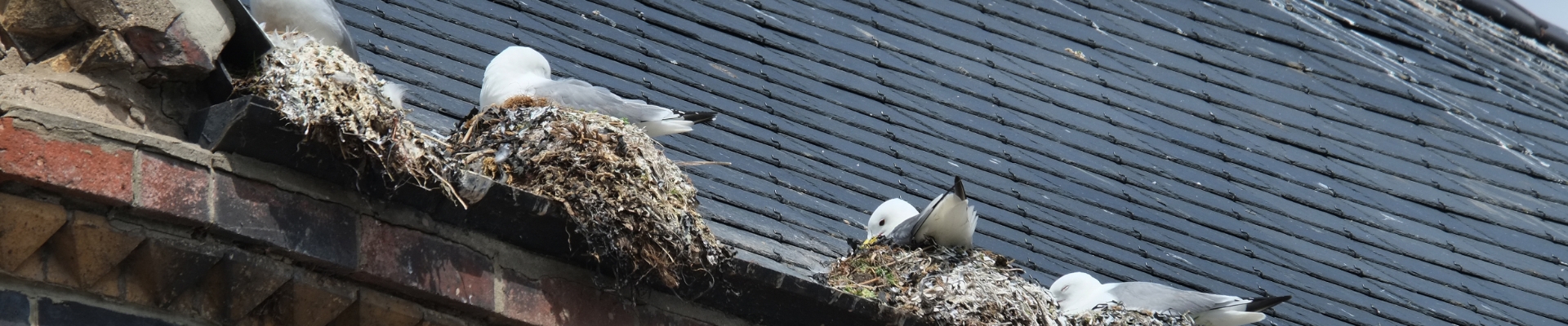 Seagulls nesting on a rooftop