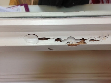 Termites Inspection Melbourne