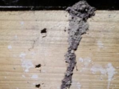 Termites Inspection Melbourne