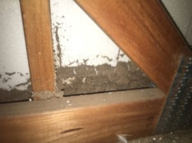 Termites Inspection Melbourne