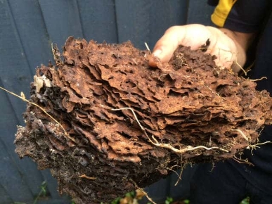 Termites Inspection Melbourne