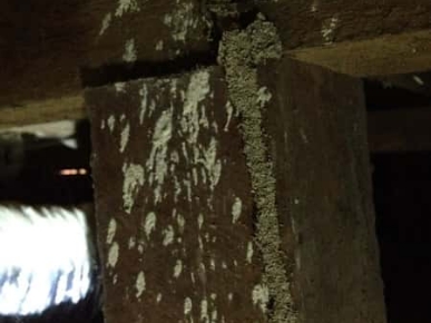 Termites Inspection Melbourne
