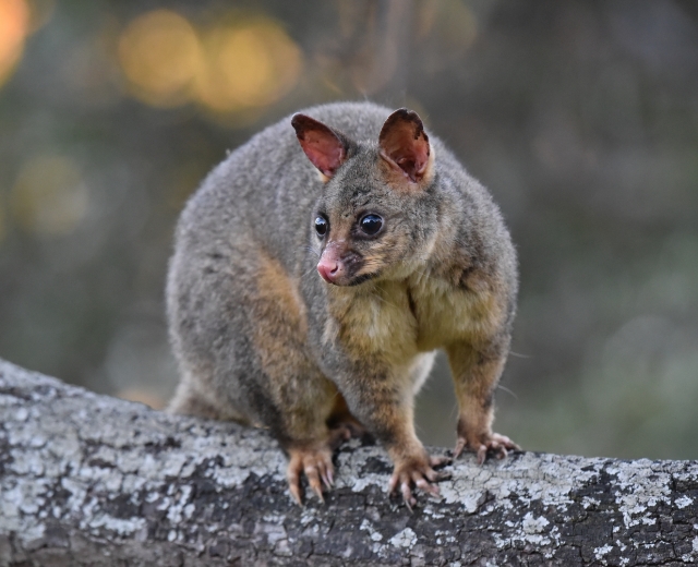 Humane Possum Removal