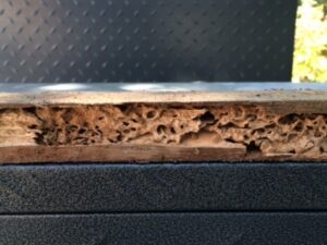 Termite Control Melbourne