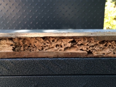 Termite Hotspots