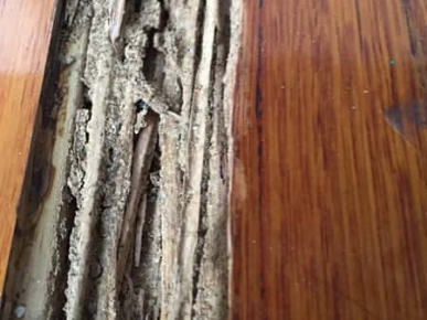 Termites Inspection Melbourne