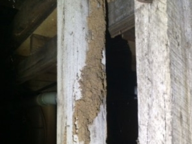 Termites Inspection Melbourne