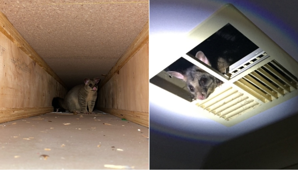 Possum