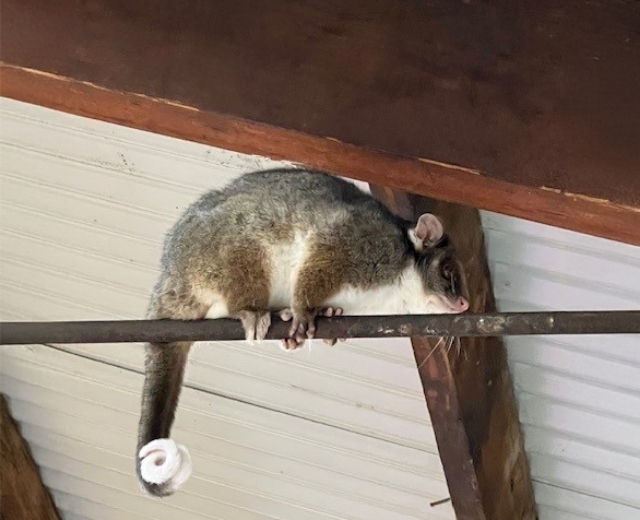 Possum Removal