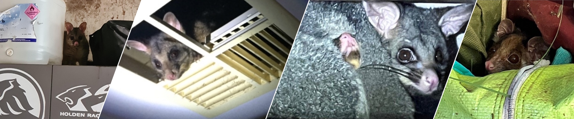 Possum Control in Melbourne