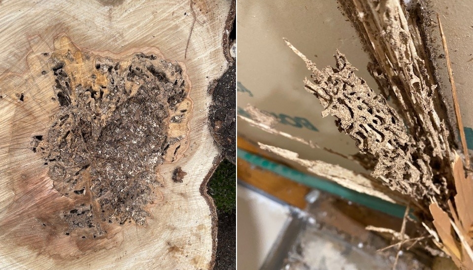 Termites