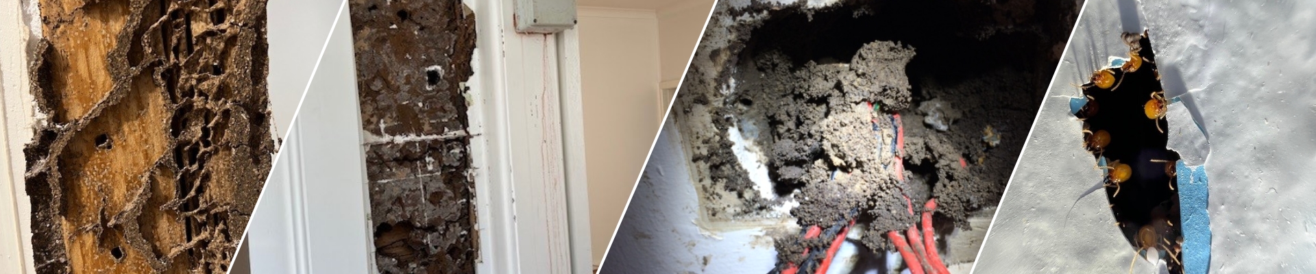 Termites – Inspection, Control And Treatment