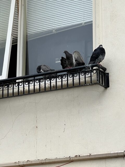 Solar Panel Bird Proofing