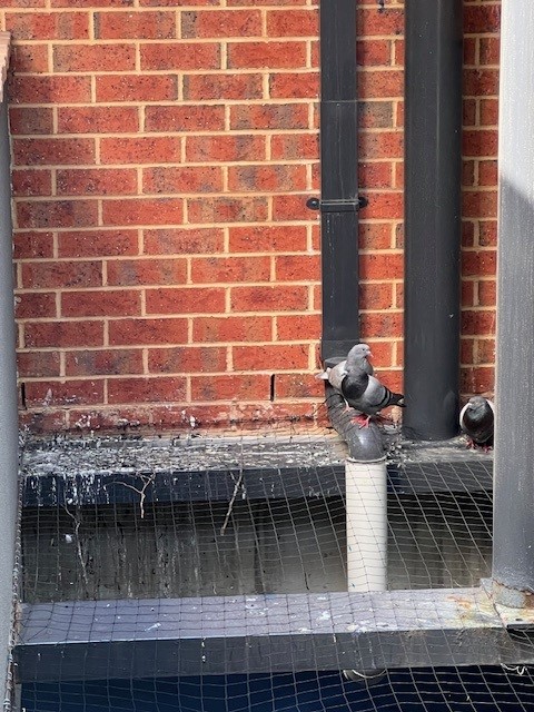 Solar Panel Bird Proofing