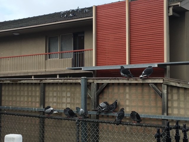 Solar Panel Bird Proofing