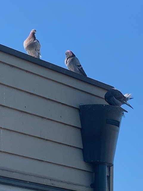 Solar Panel Bird Proofing